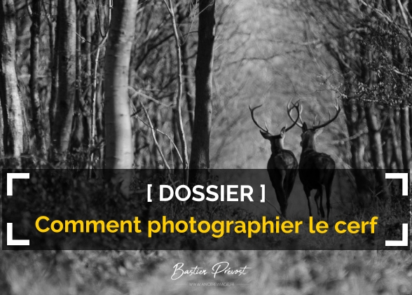 Comment photographier le cerf ?