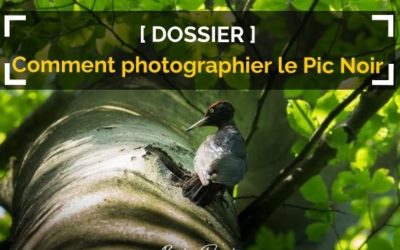 Photographier le pic noir