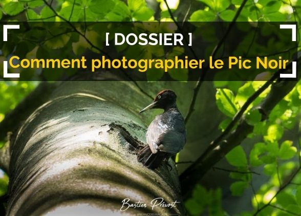 Photographier le pic noir