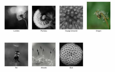 Créer une série photo animalière cohérente : de l’idée au projet final